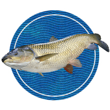 БЕЛЫЙ АМУР